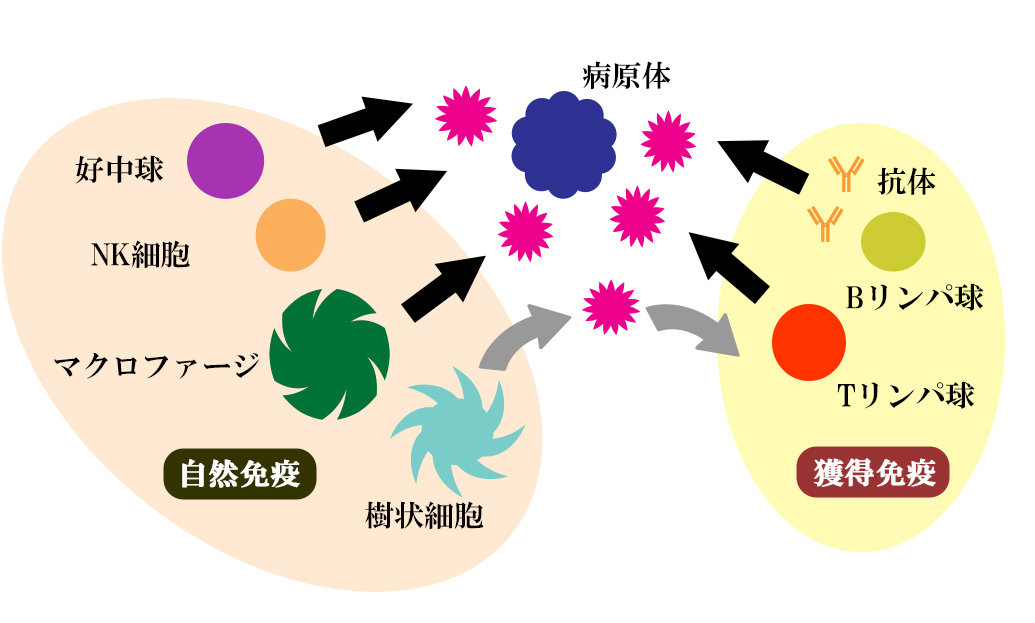 免疫細胞、自然免疫、獲得免疫
